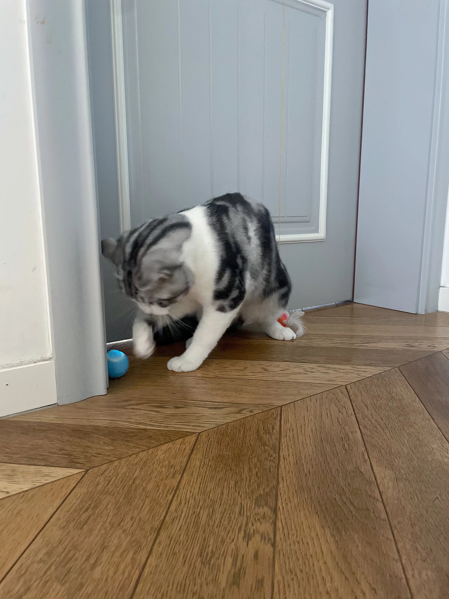Cat Interactive Ball Smart Pet Cat Toys Indoor Automatic Rolling Magic Ball Electronic Interactive Cat Toy Cat Game Accessories-World Bazaar Life