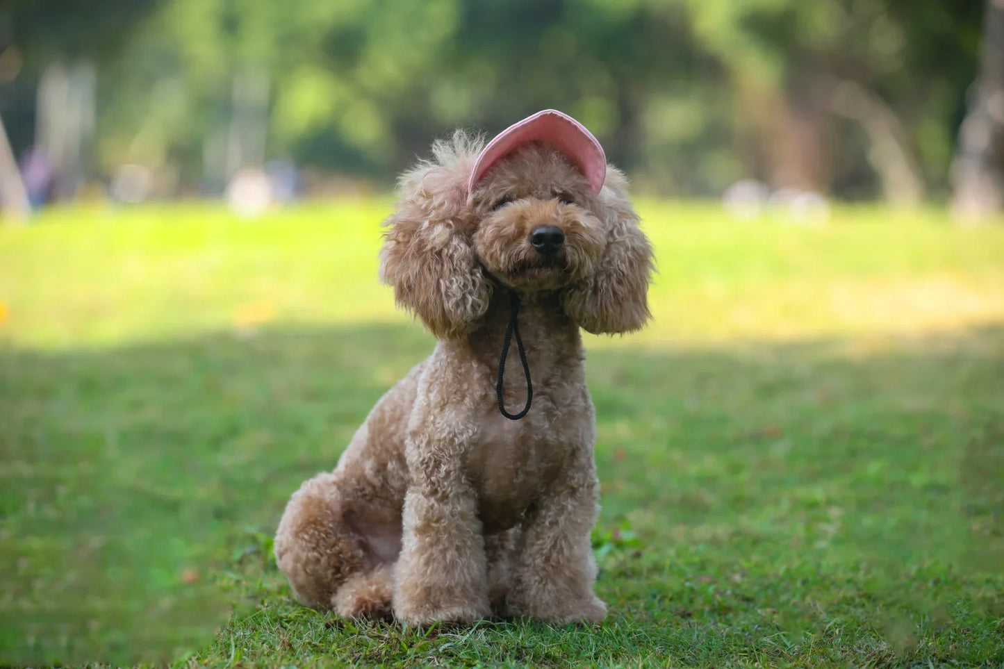 Adjustable Pet Dog Baseball Cap with Ear Holes for Small Medium Dogs Summer Dog Sun Hat Outdoor Hiking Pet Products-World Bazaar Life